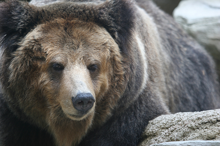 奥飛騨クマ牧場イメージ