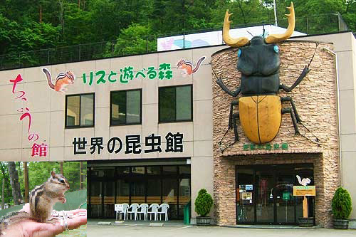昆虫博物館